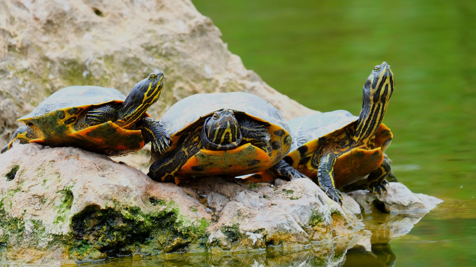Три черепахи на камне у водоема 