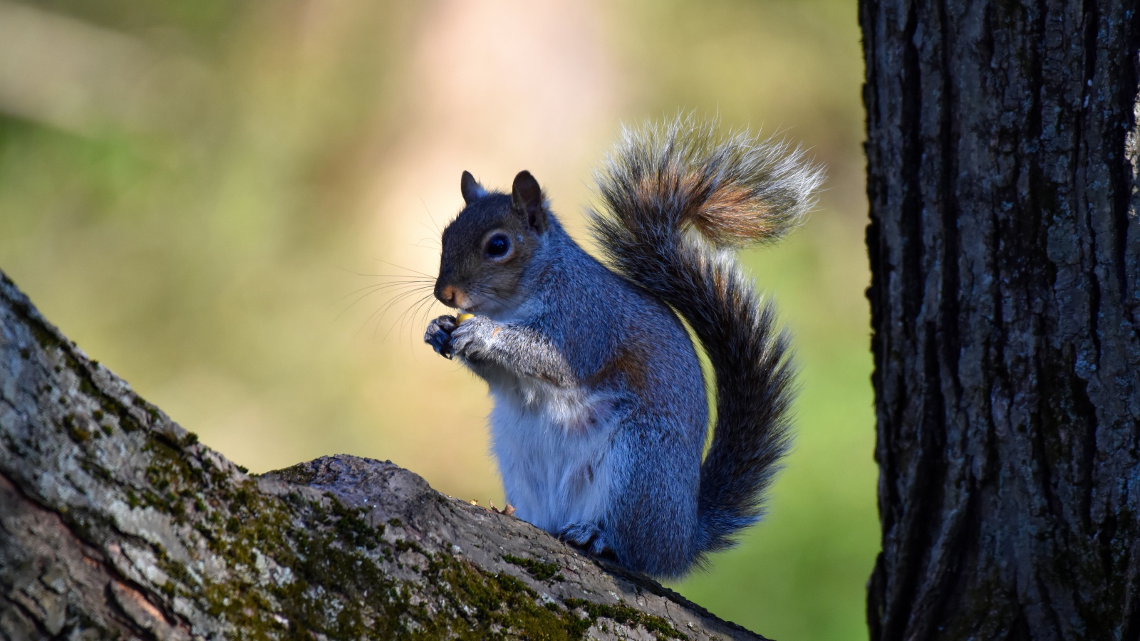Маленькая белка с орехом на дереве 