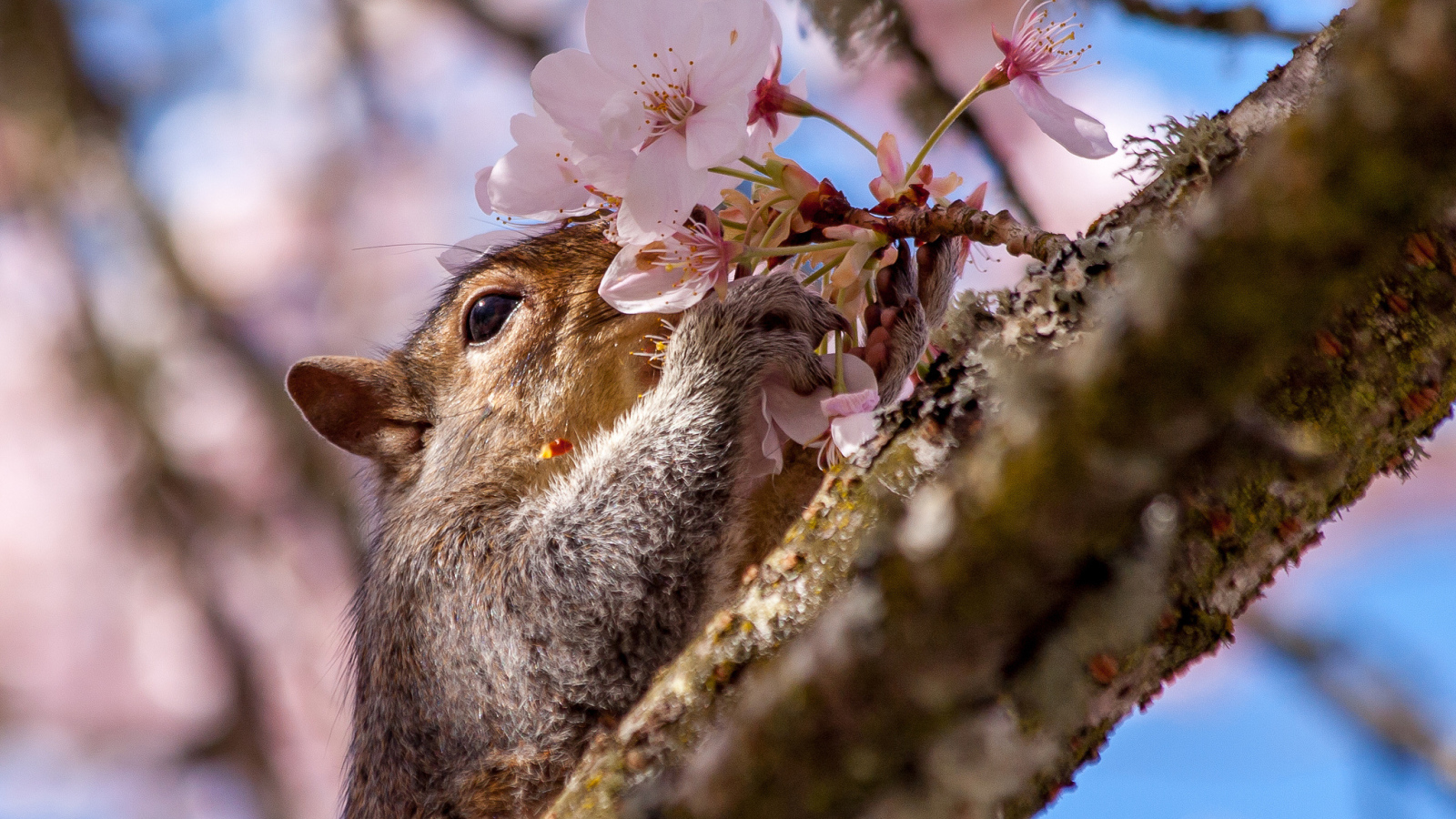 Squirrel sniffing a spring flower on a tree