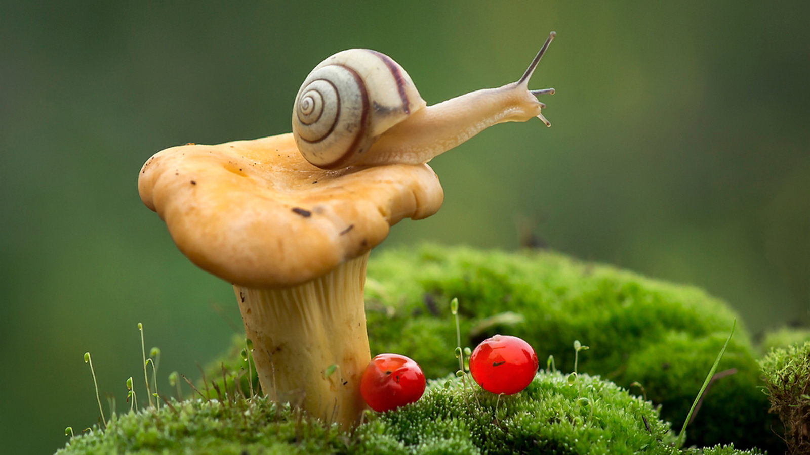 Улитка сидит на лесном грибе фото крупным планом