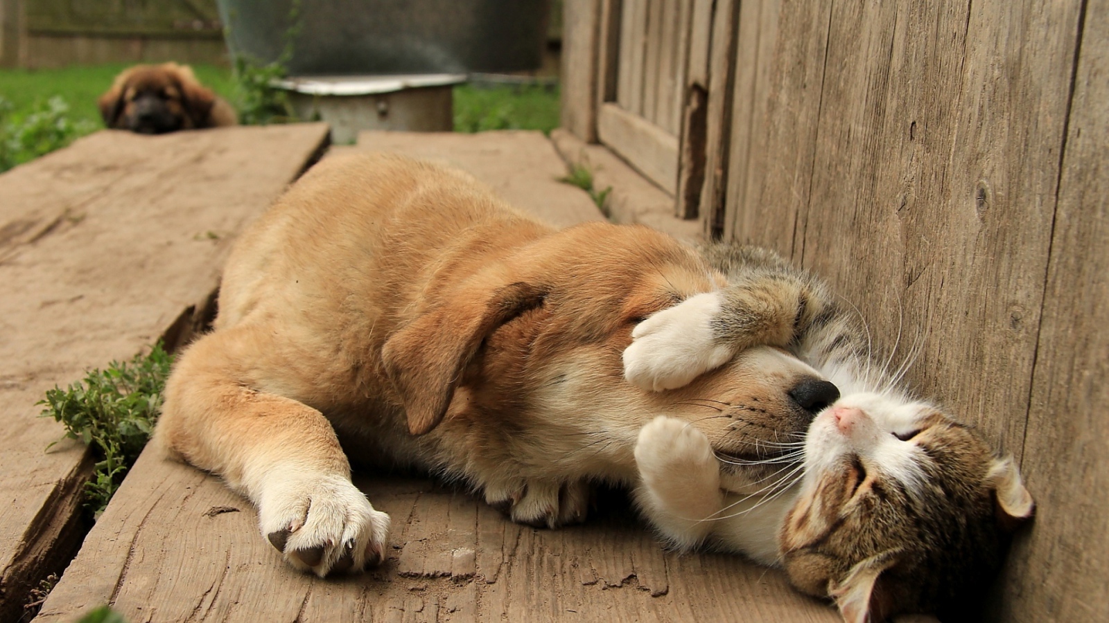 Спящий кот обнимает собаку за морду 