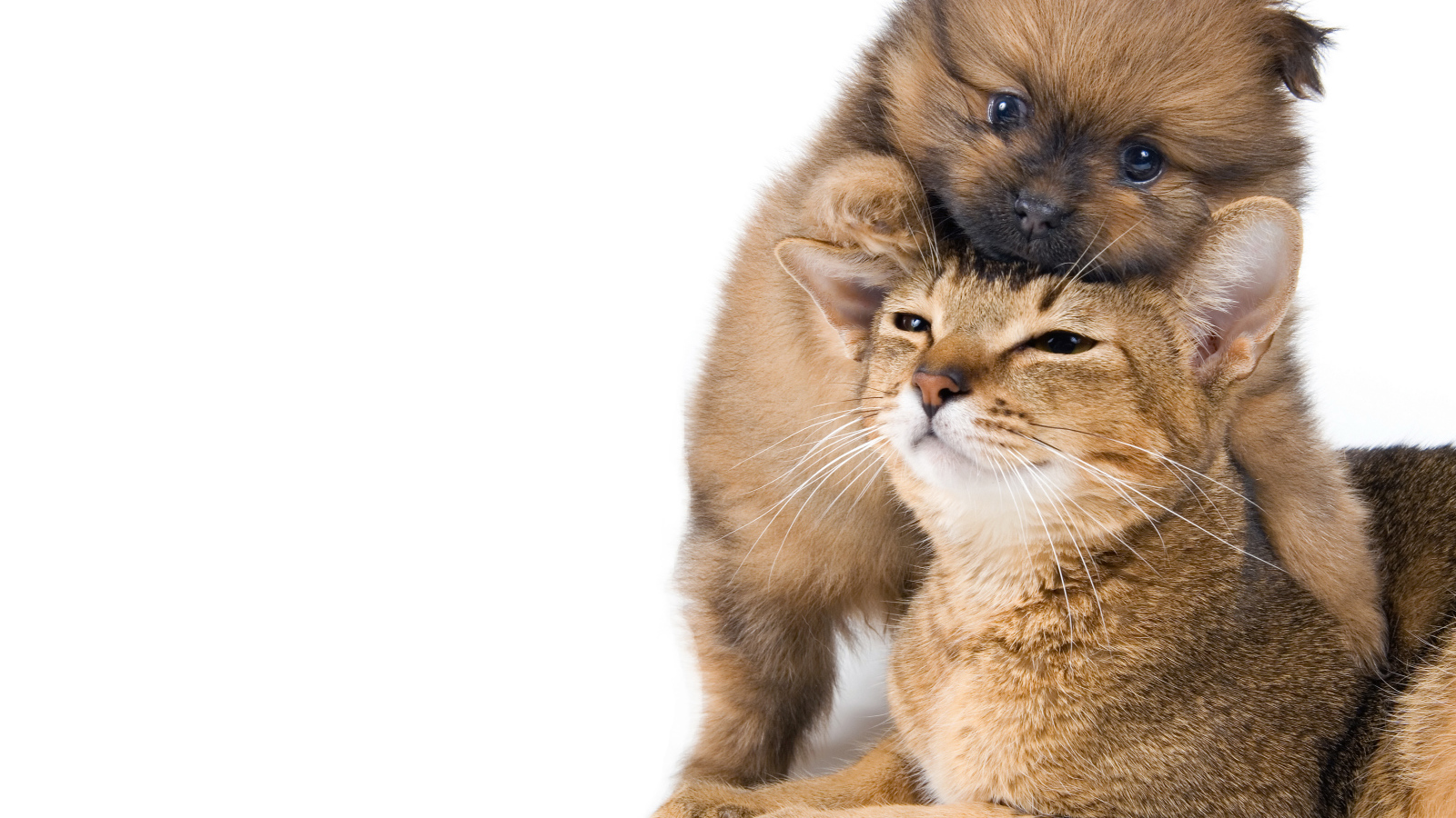 Маленький щенок играет с котом на белом фоне 