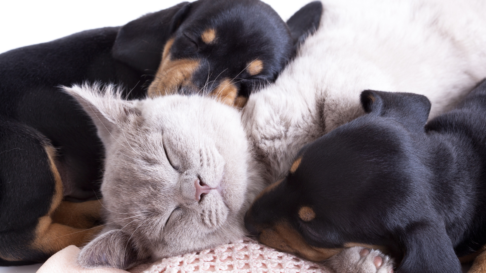 Маленькие спящие щенята и котенок 