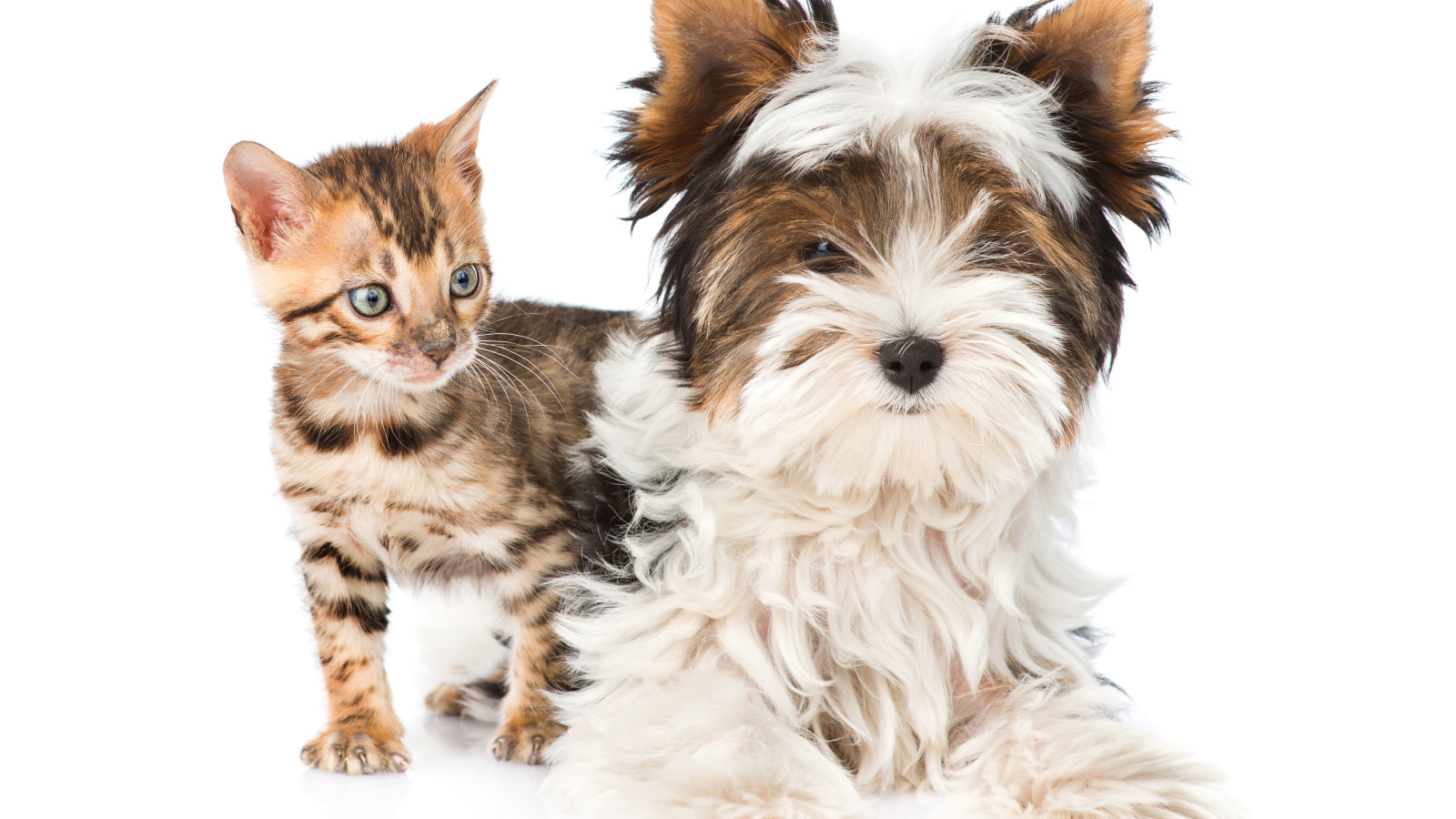 Йоркширский терьер и маленький котенок на белом фоне