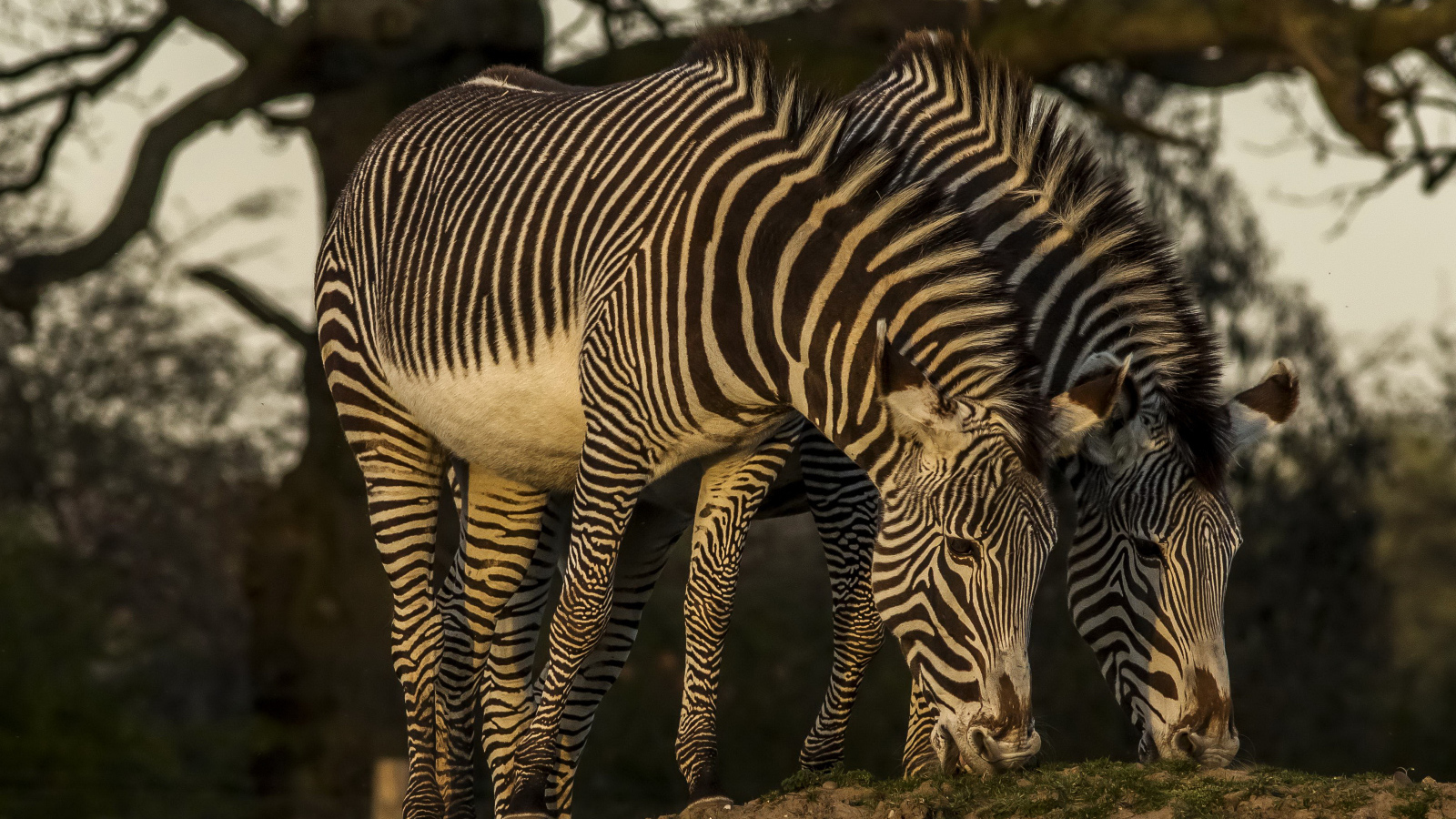 Две зебры рвут зеленую траву