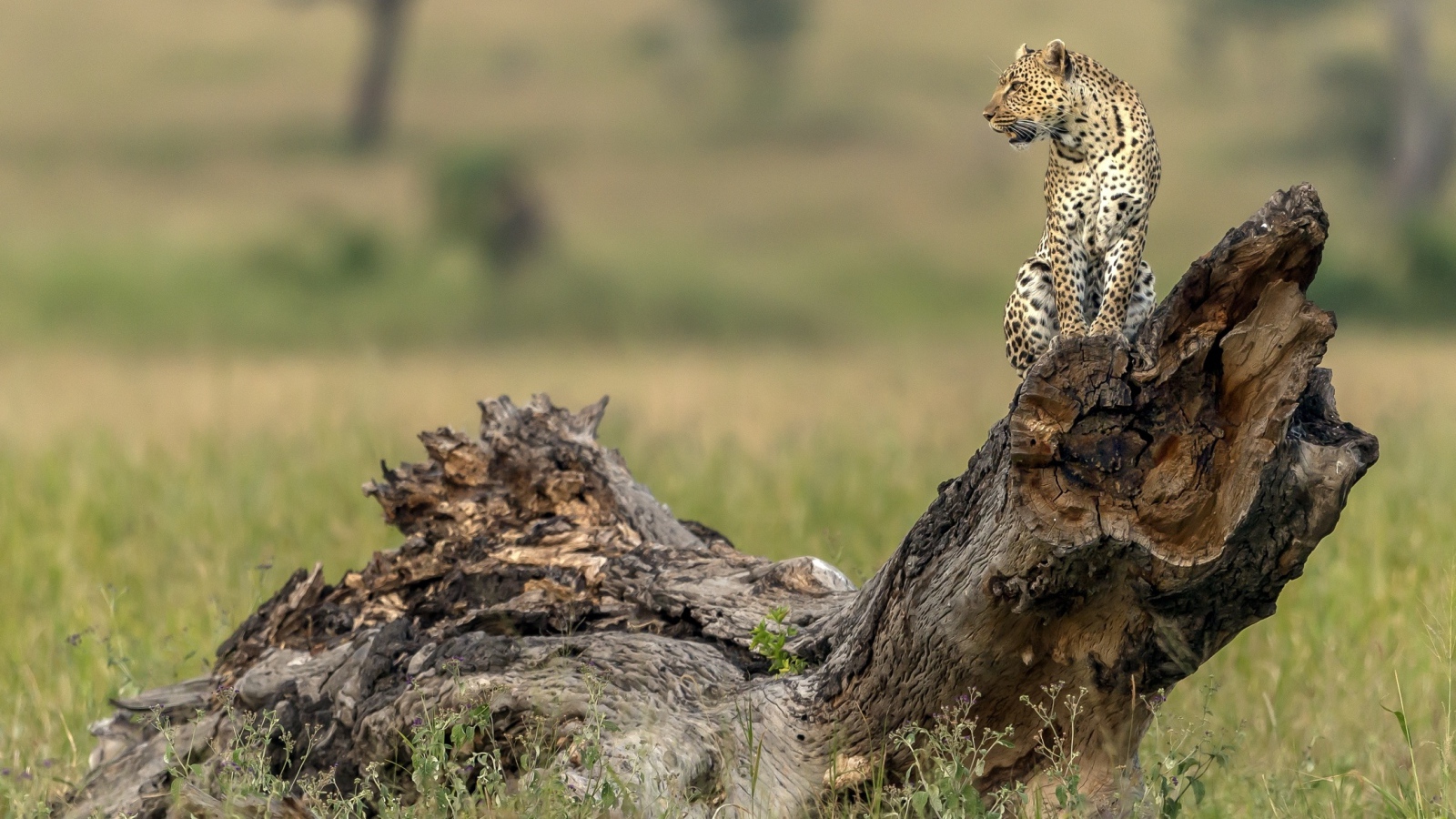 Красивый леопард сидит на сухой коряге 