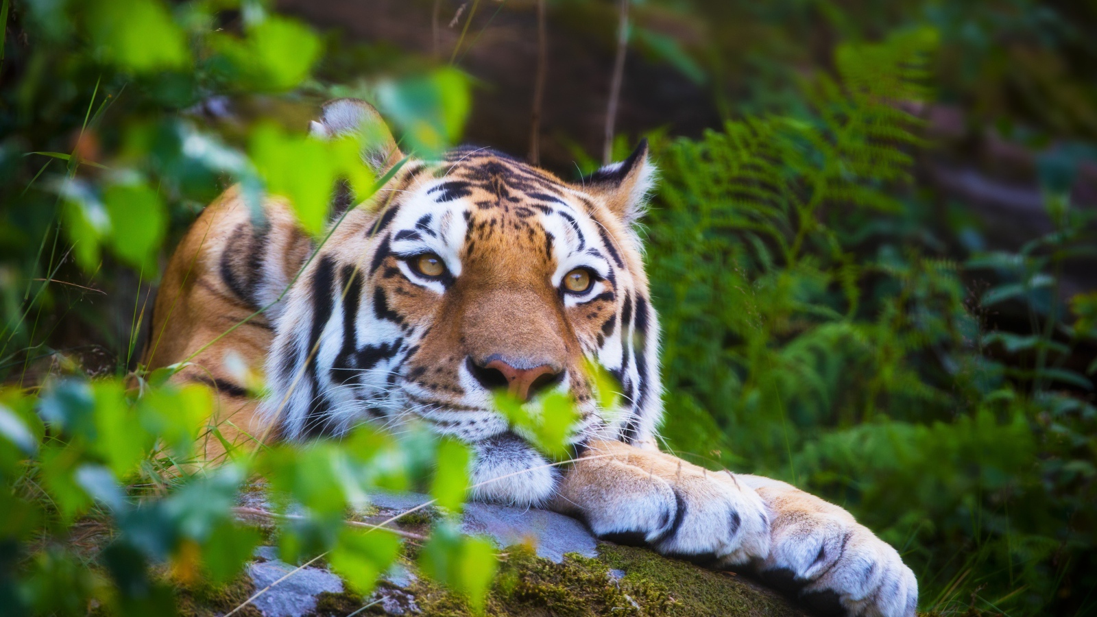Большой амурский тигр лежит на камне покрытым мхом