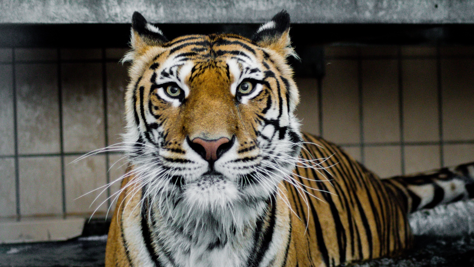 Большой хищный тигр стоит в воде