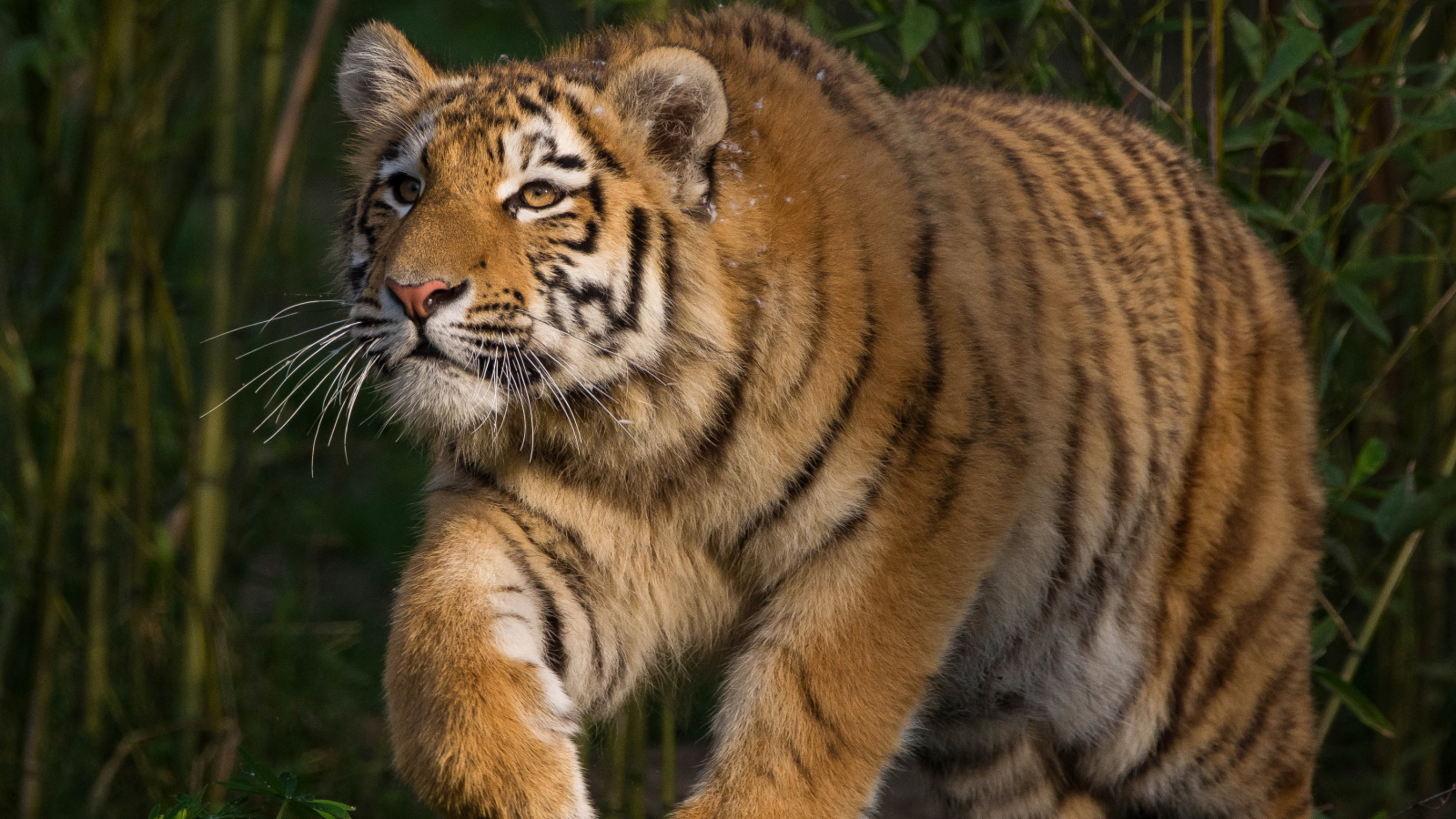 Большой тигр крадется на охоте