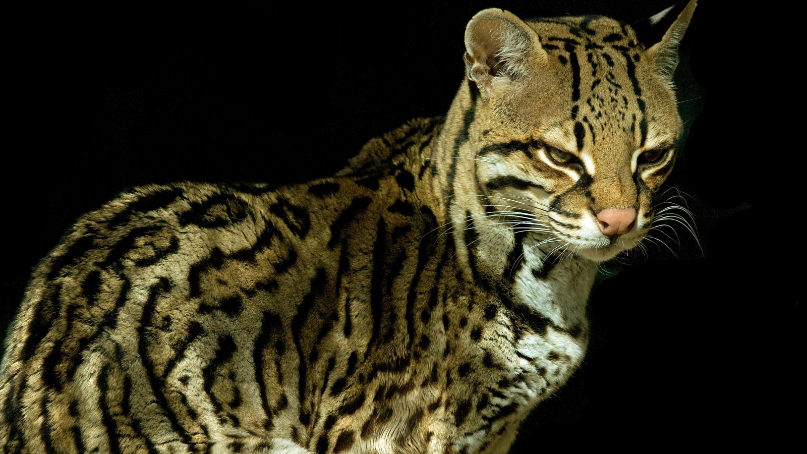 Красивый кот оцелот на черном фоне 