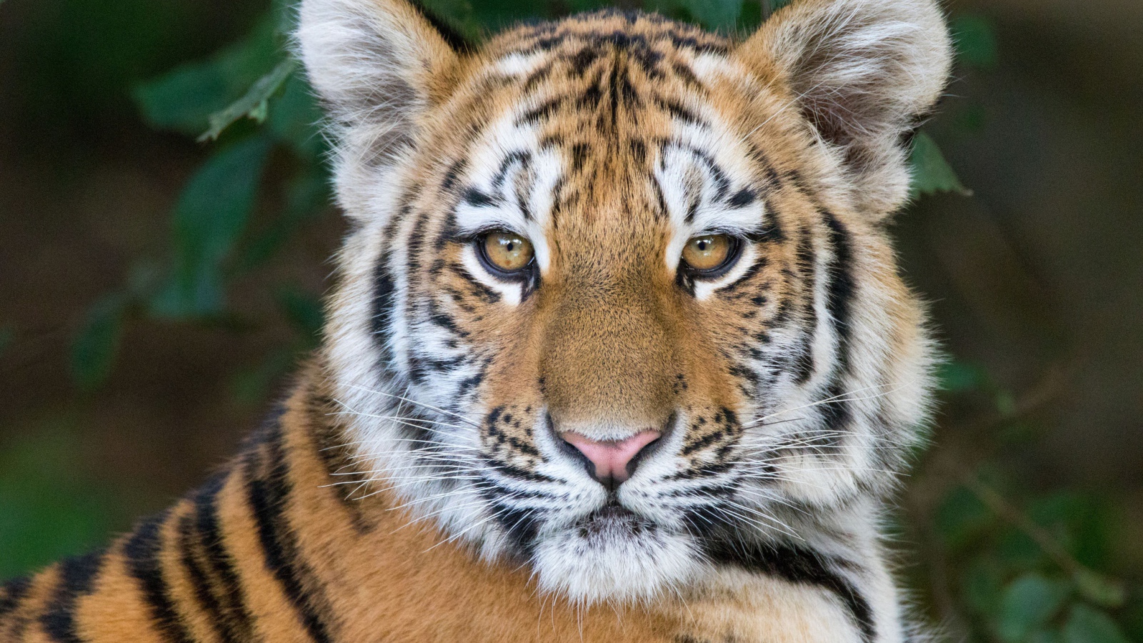 Морда красивого полосатого тигренка