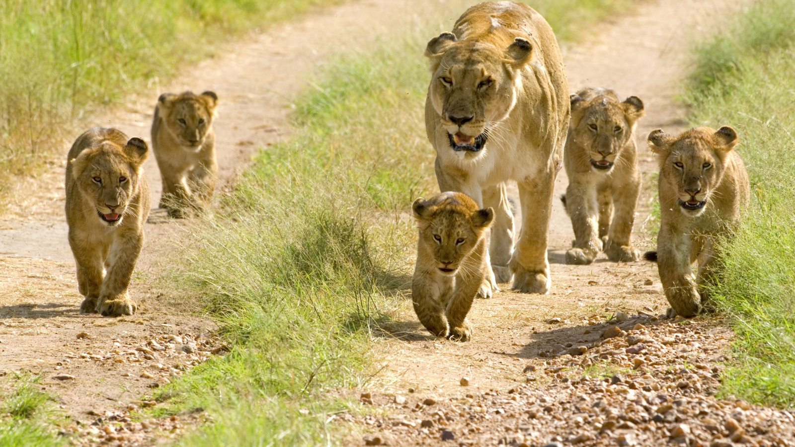 Львица и пять маленьких львят 