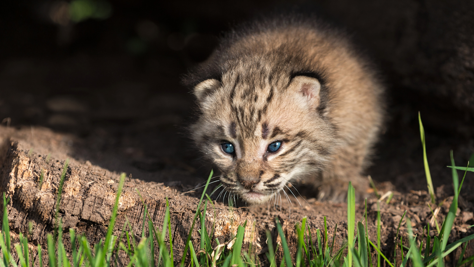 Маленький детеныш рыси крупным планом