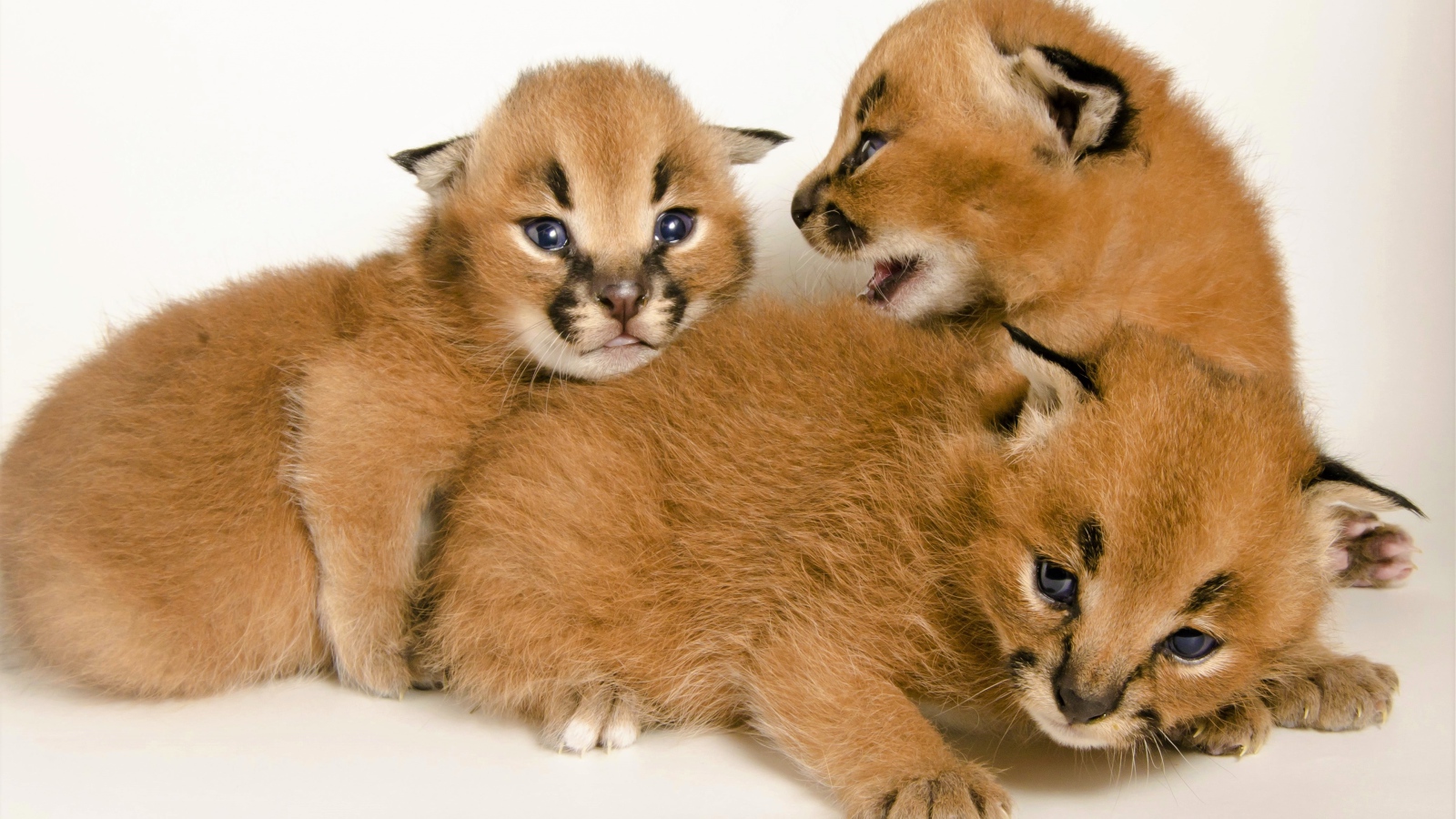 Милые маленькие детеныши каракала на белом фоне