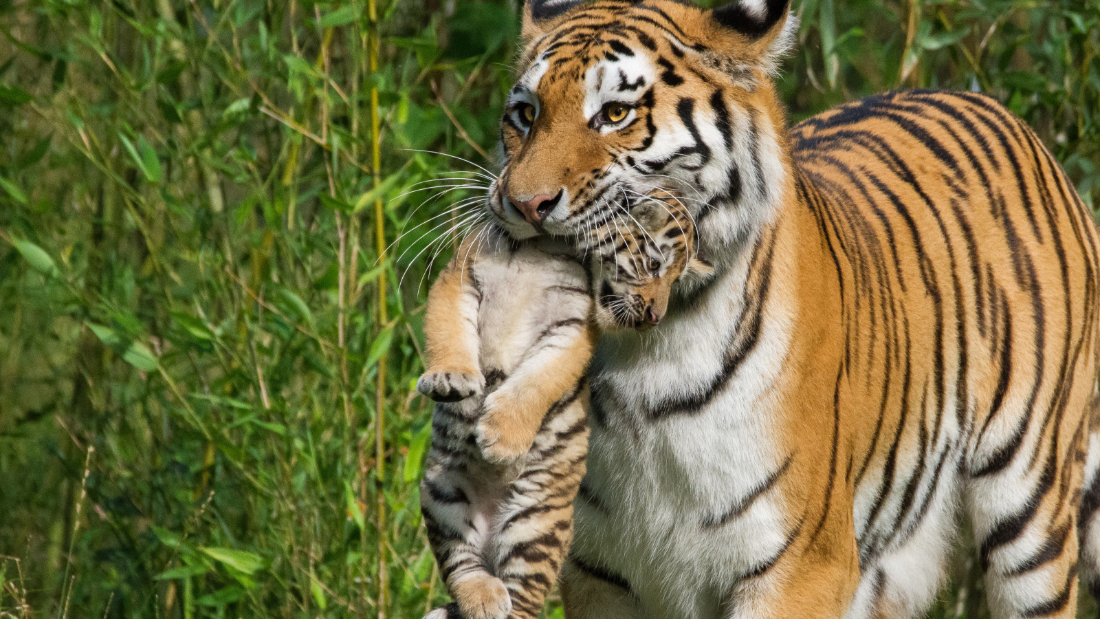 Мама тигрица несет детеныша в зубах