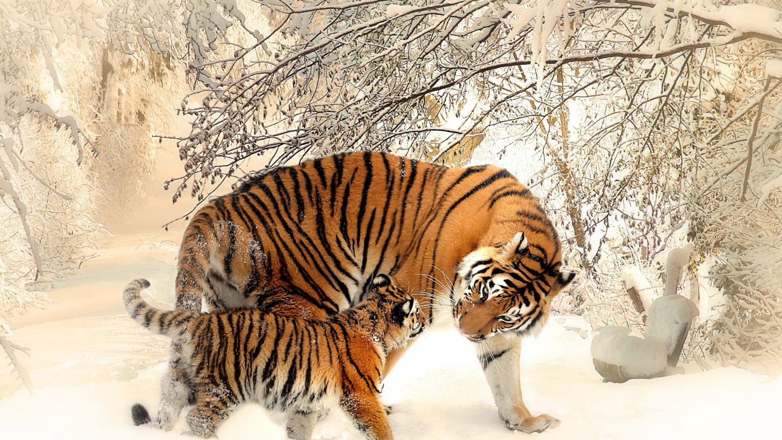 Мама тигрица с маленьким тигренком зимой 