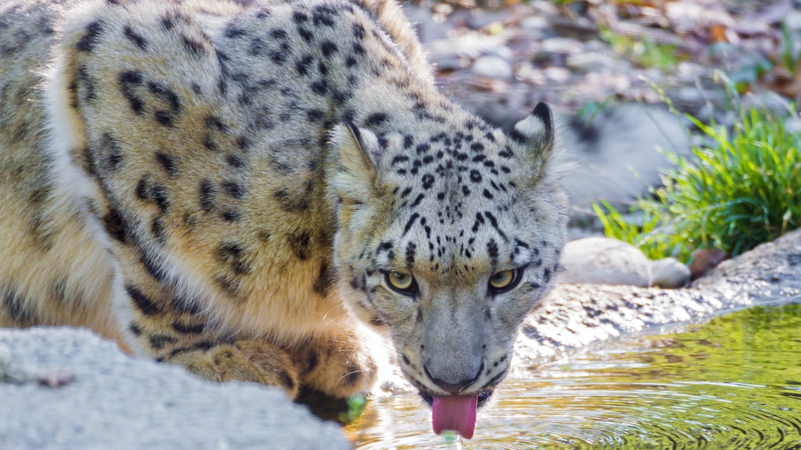 Снежный барс у водопоя