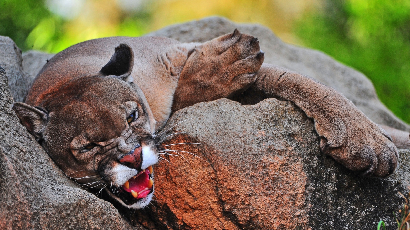 Грозная пума лежит на камне