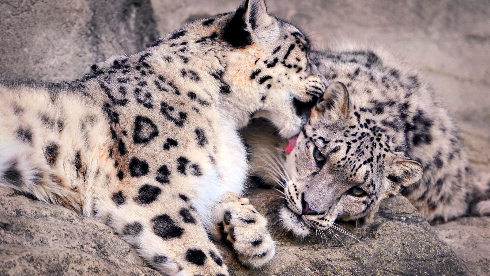 Нежная забота снежных барсов