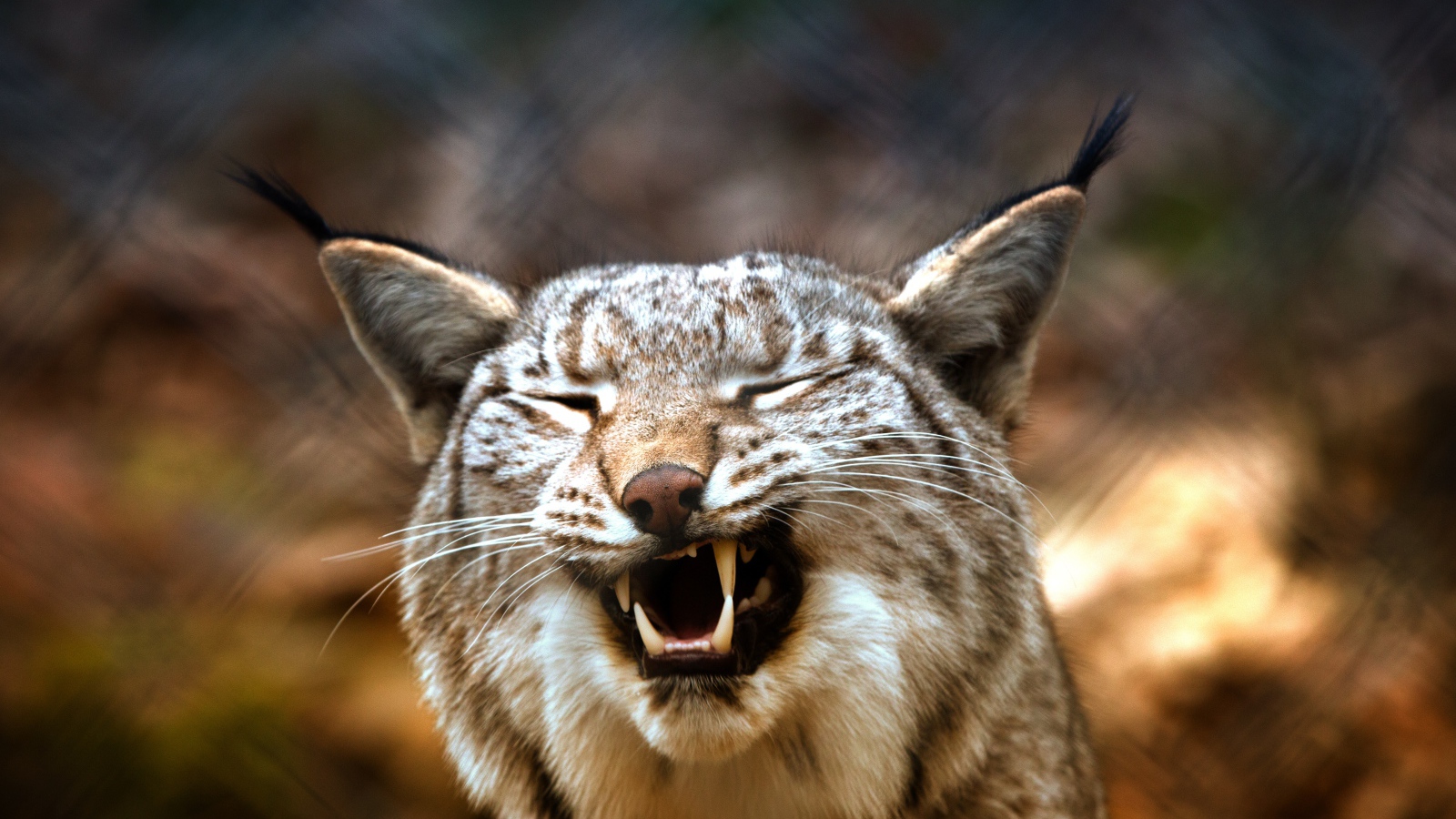 Оскал хищность рыси крупным планом