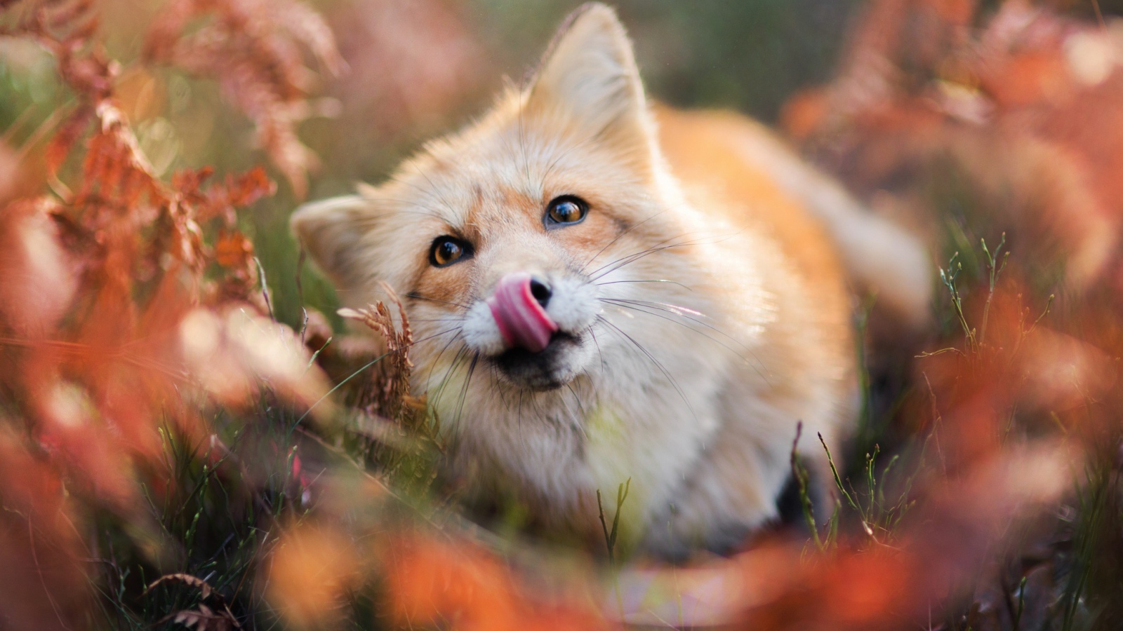Забавная рыжая лиса с высунутым языком
