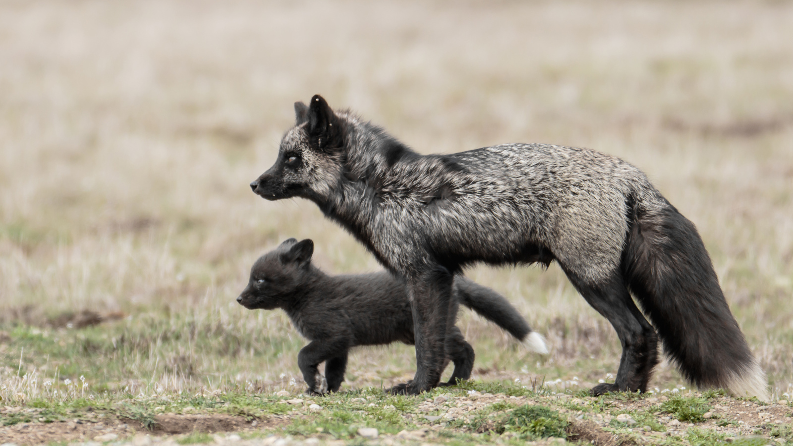 Черная лисица с маленьким детенышем