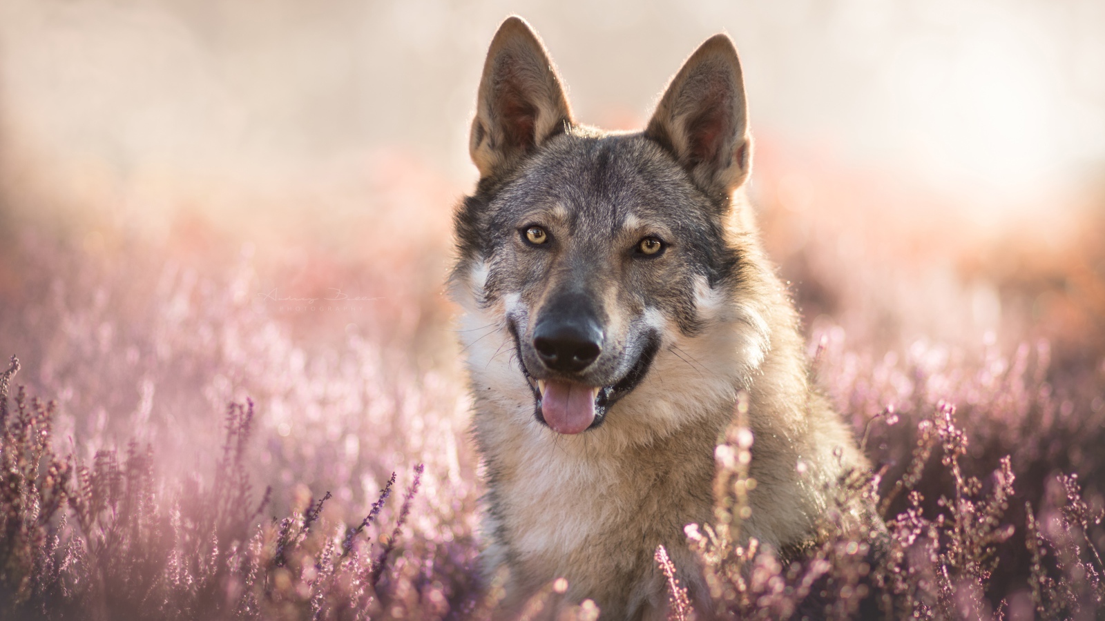 Серый волк с высунутым языком в цветах лаванды