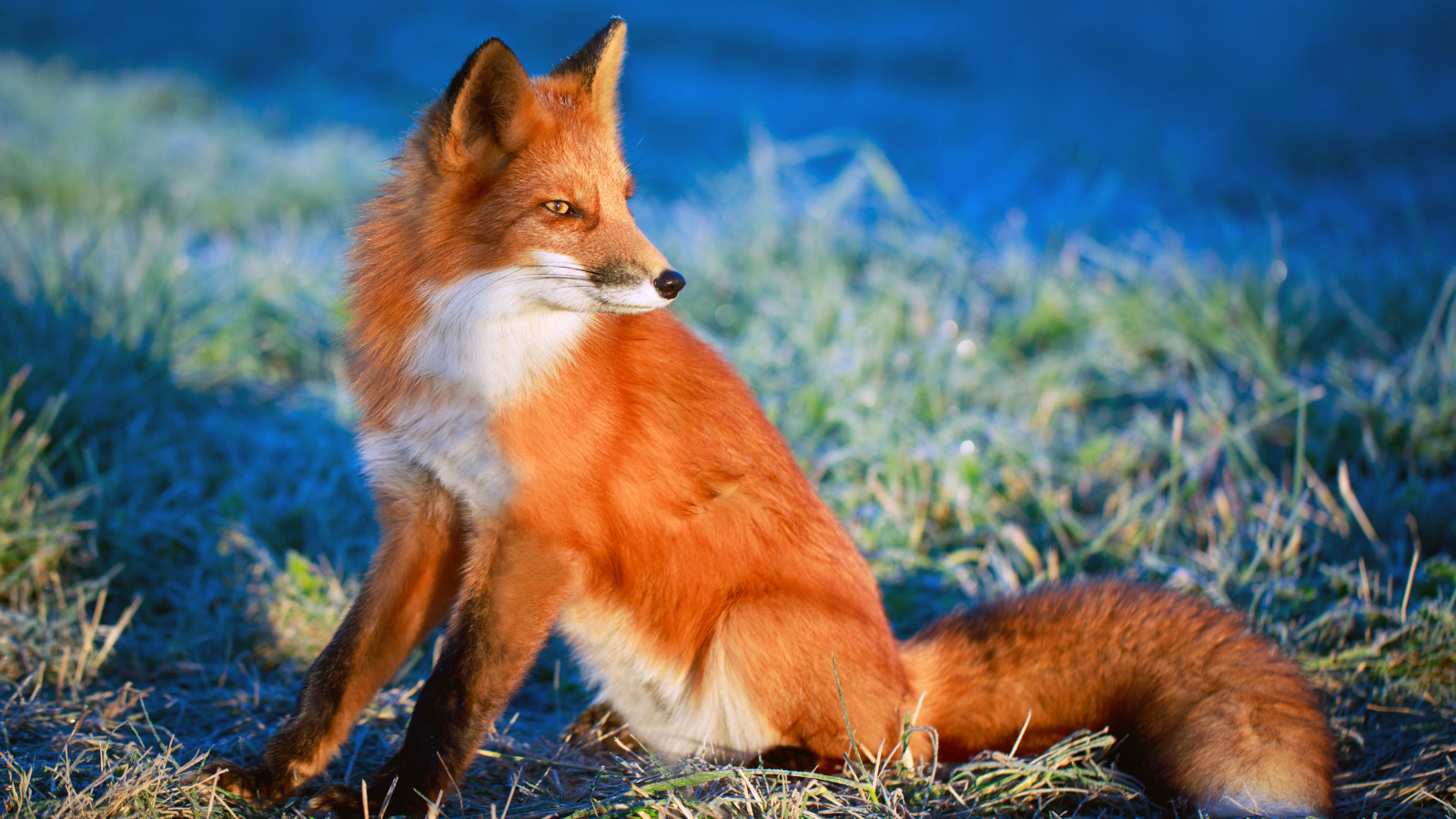 Хитрый взгляд рыжей лисы