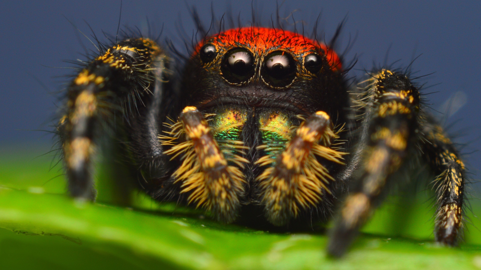 Паук скакун с большими глазами, макросъемка