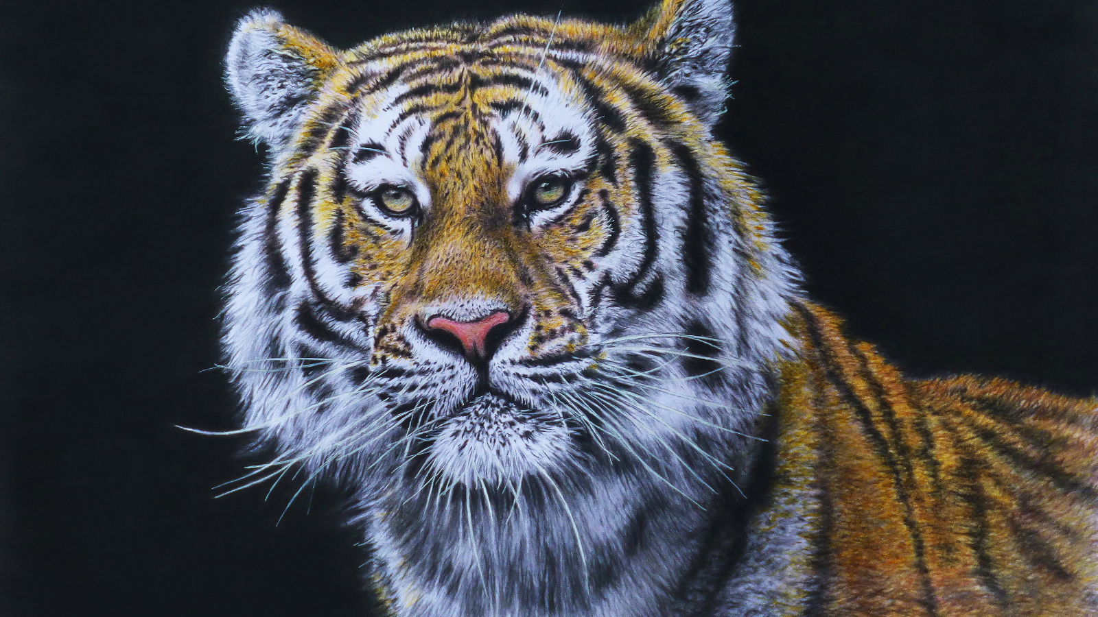 Красивый нарисованный тигр на черном фоне