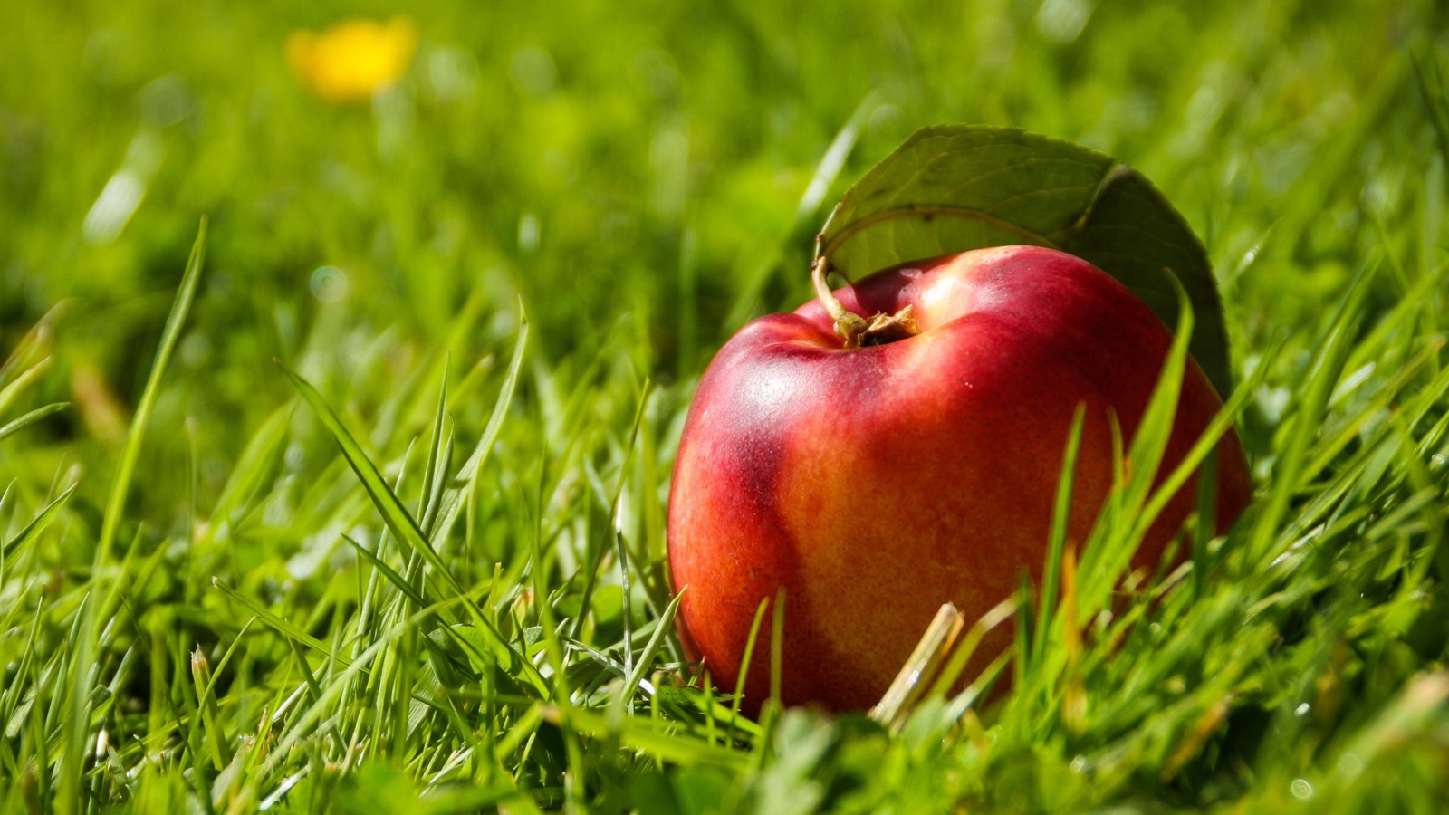 Большой красный нектарин в зеленой траве 