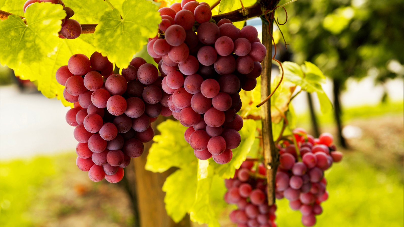 Большие гроздья розового винограда в зеленой листве