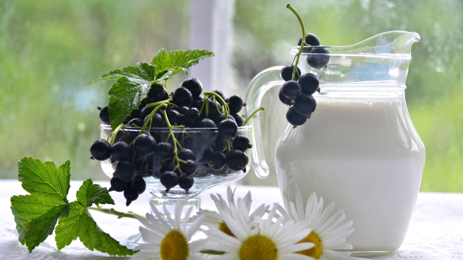 Молоко в стеклянном кувшине на столе со смородиной и ромашками 