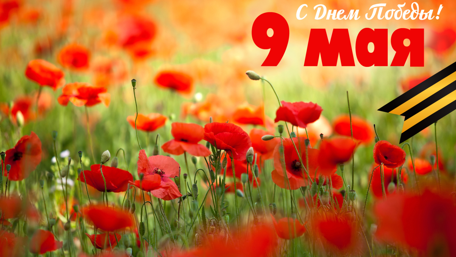 Открытка с полевыми маками на 9 мая  