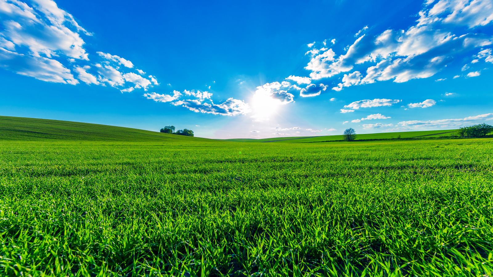 Зеленое поле под ярким солнцем в красивом голубом небе