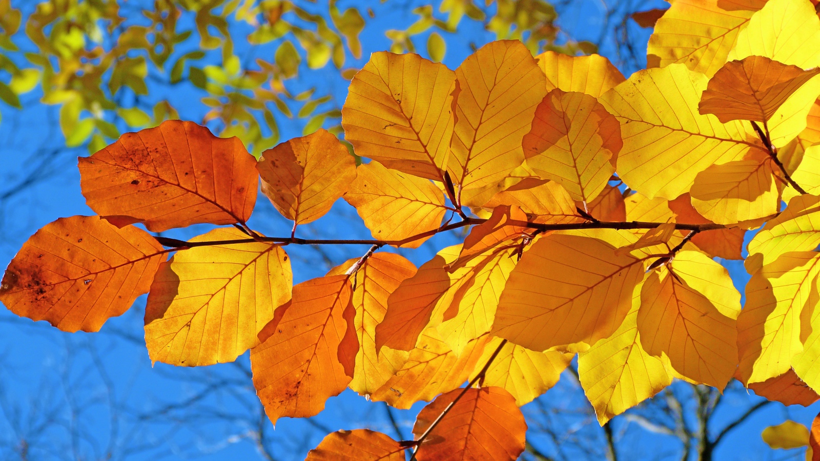 Ветка с желтыми листьями под голубым осенним небом