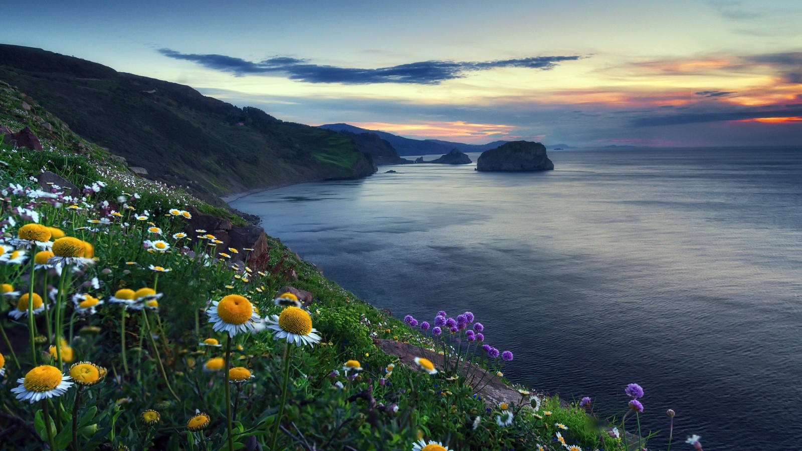 Ромашки на холме у океана 