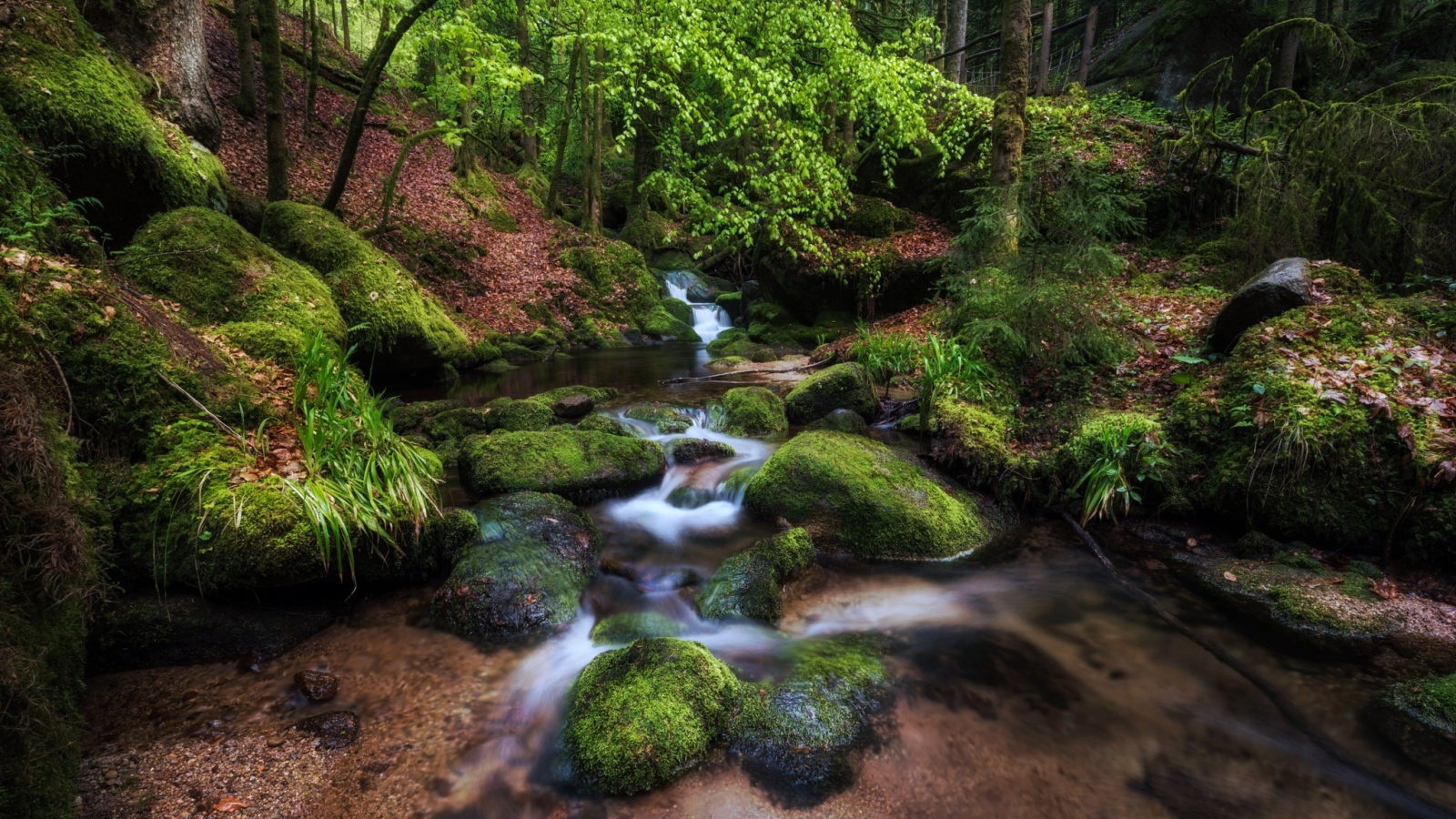 Чистый лесной ручей среди деревьев 