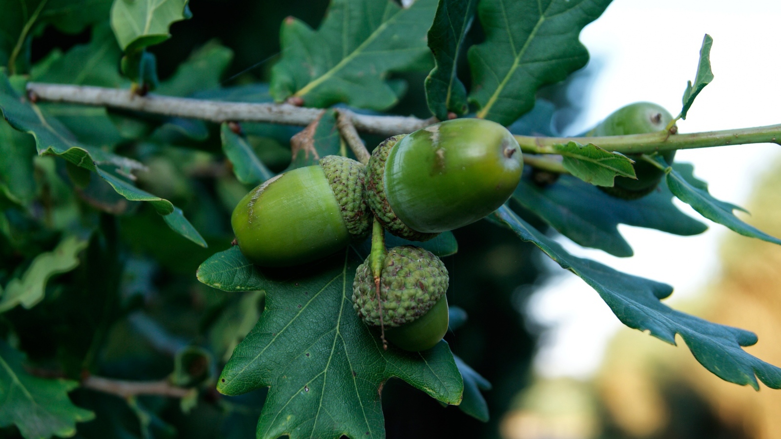 Зеленые желуди на ветке 