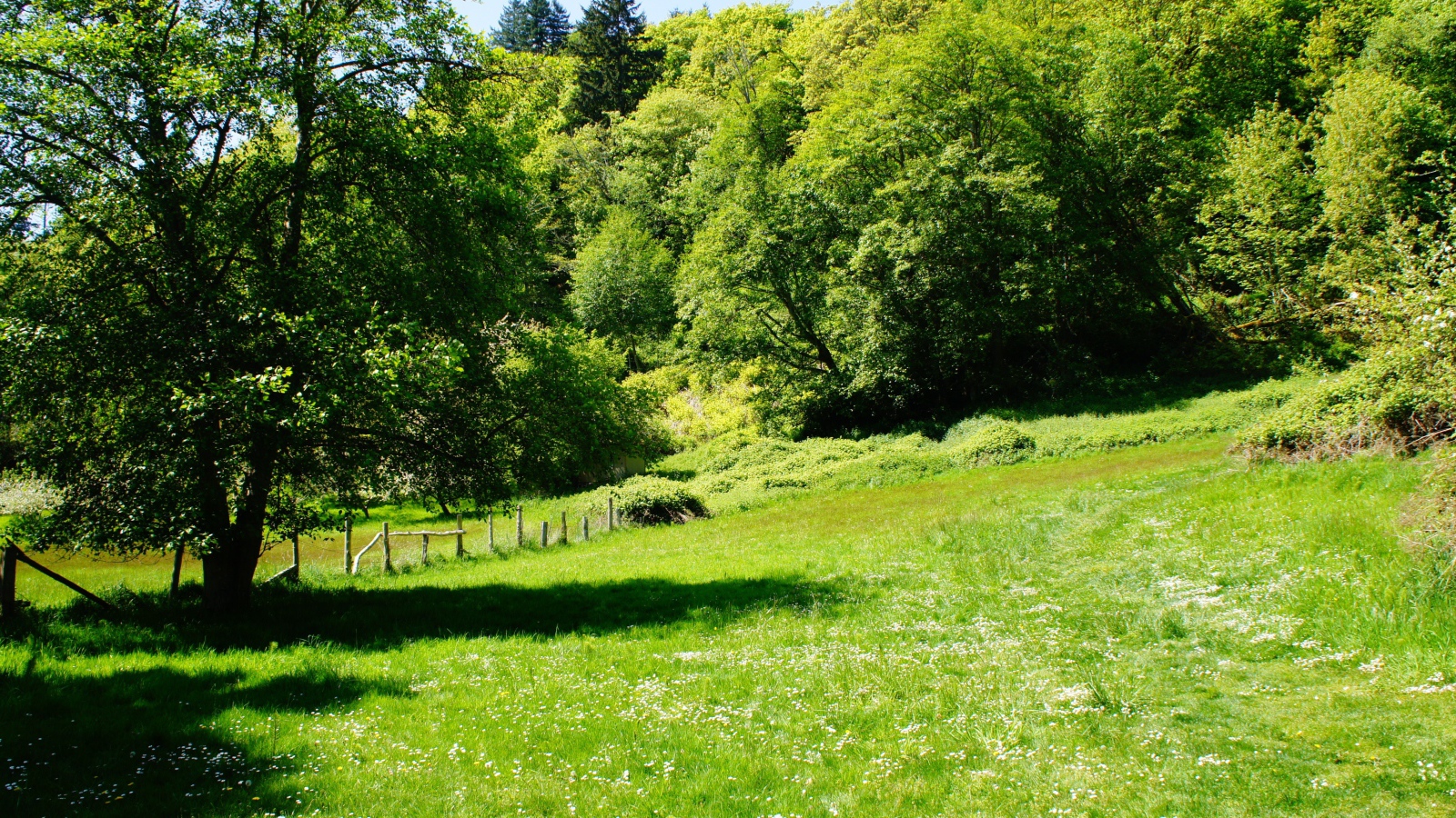 Зеленые деревья и трава летом 