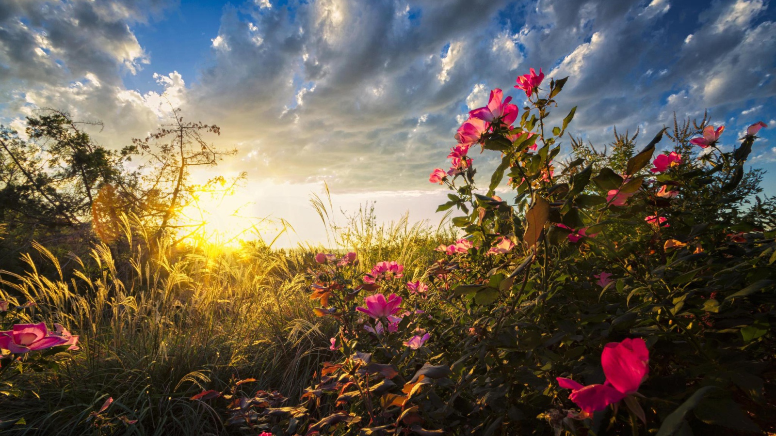 Теплые солнечные лучи падают на цветы на рассвете
