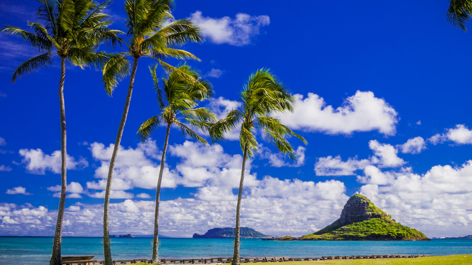 Пальмы на побережье под красивым голубым небом с белыми облаками, Гавайи. США