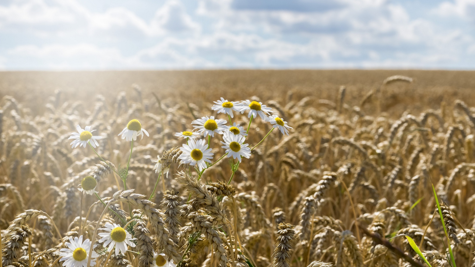 Ромашки растут на поле желтой пшеницы