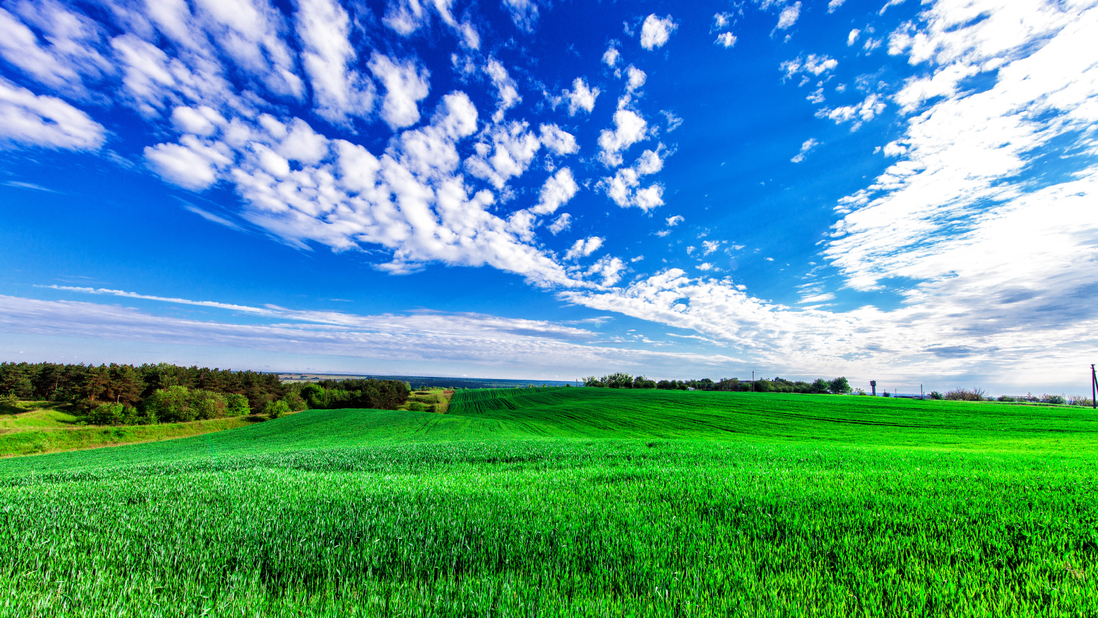 Зеленое поле пшеницы под красивым голубым небом с облаками