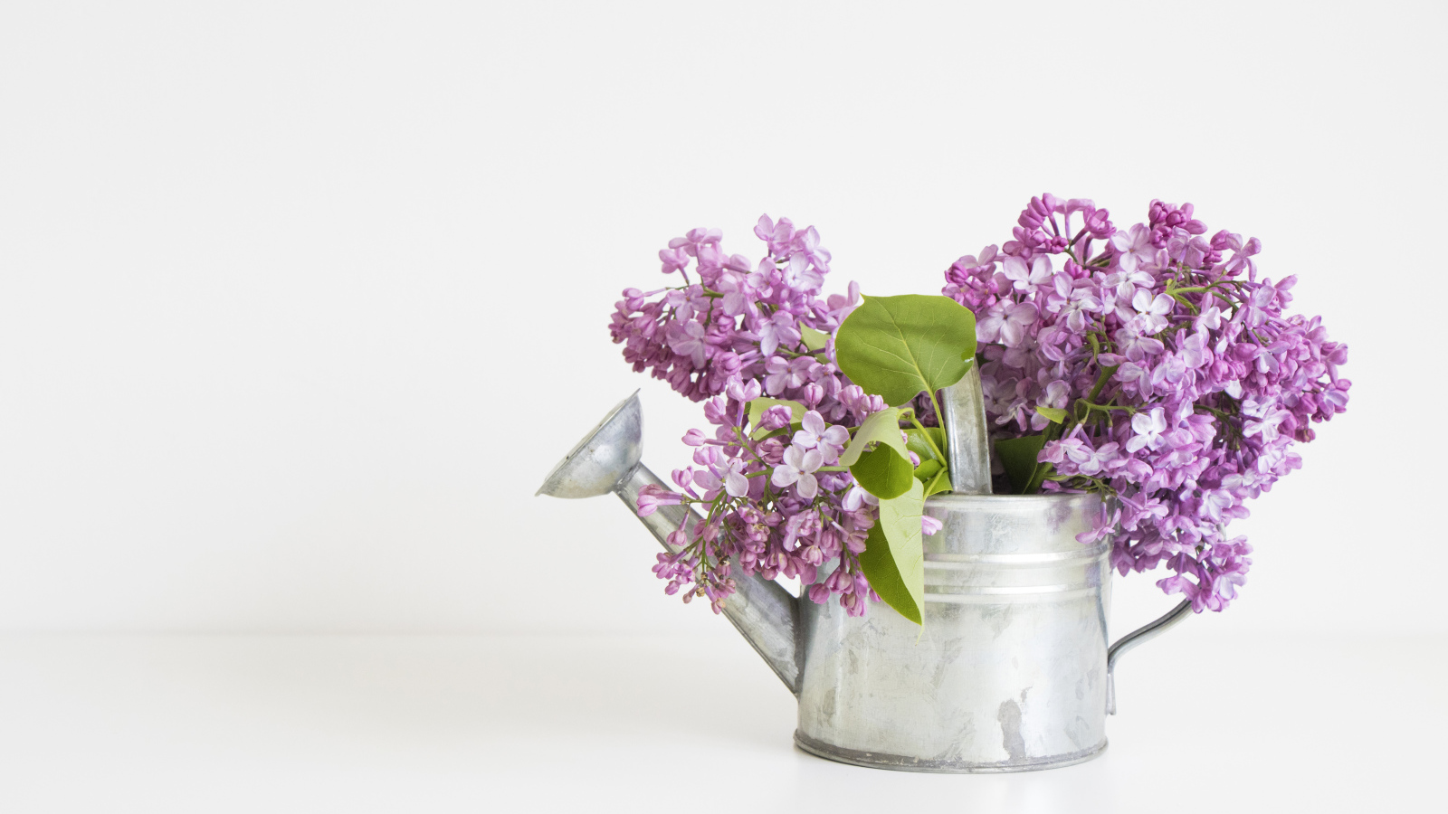 Букет сирени в лейке на сером фоне