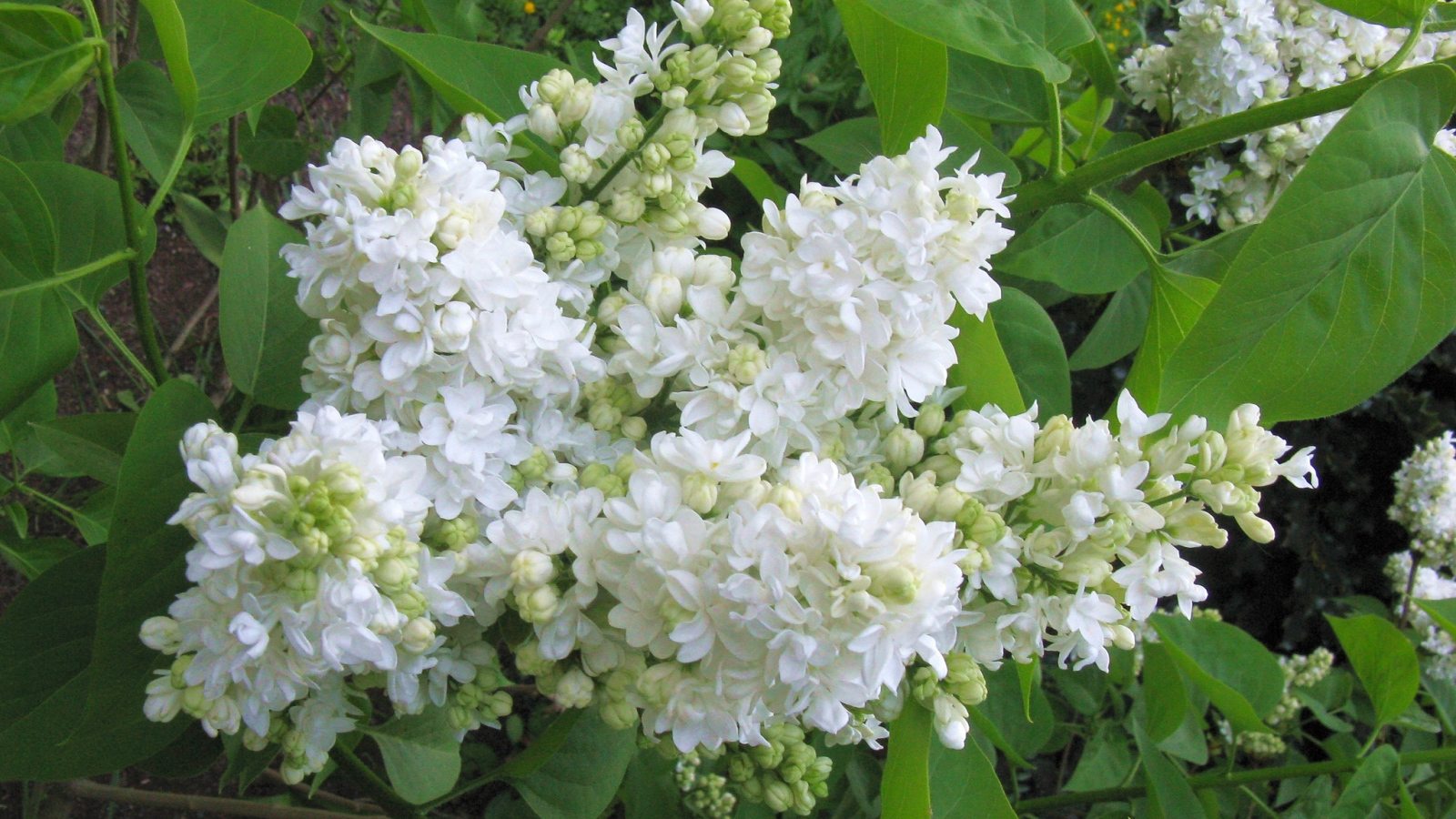 Ветка нежной сирени белого цвета