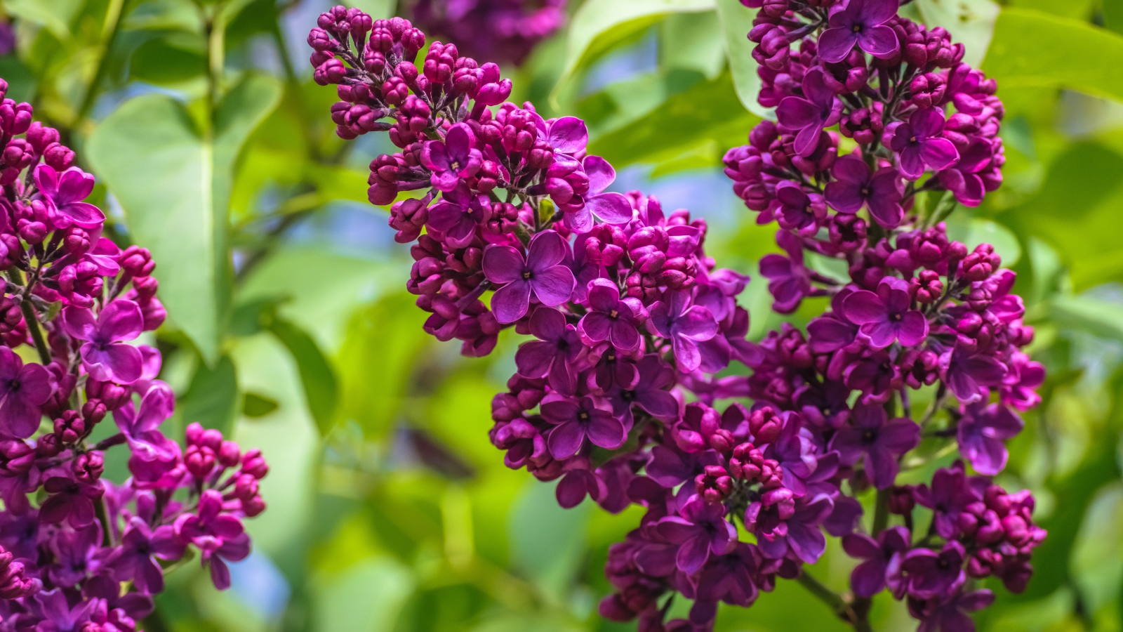 Ветка цветов сирени крупным планом