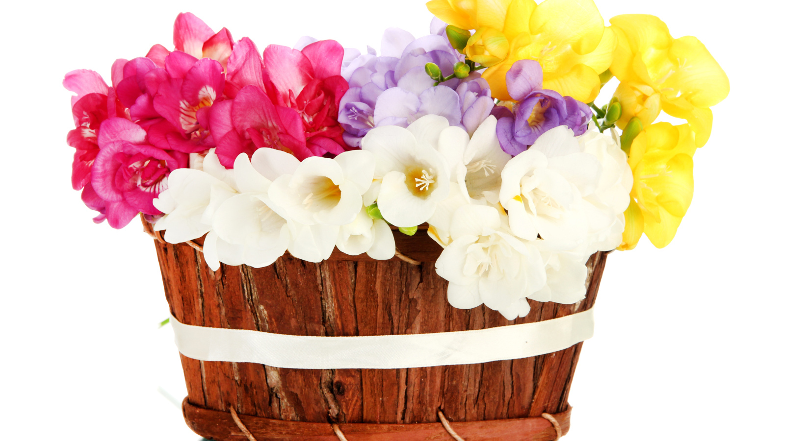 Корзина разноцветных цветов Фрезия на белом фоне