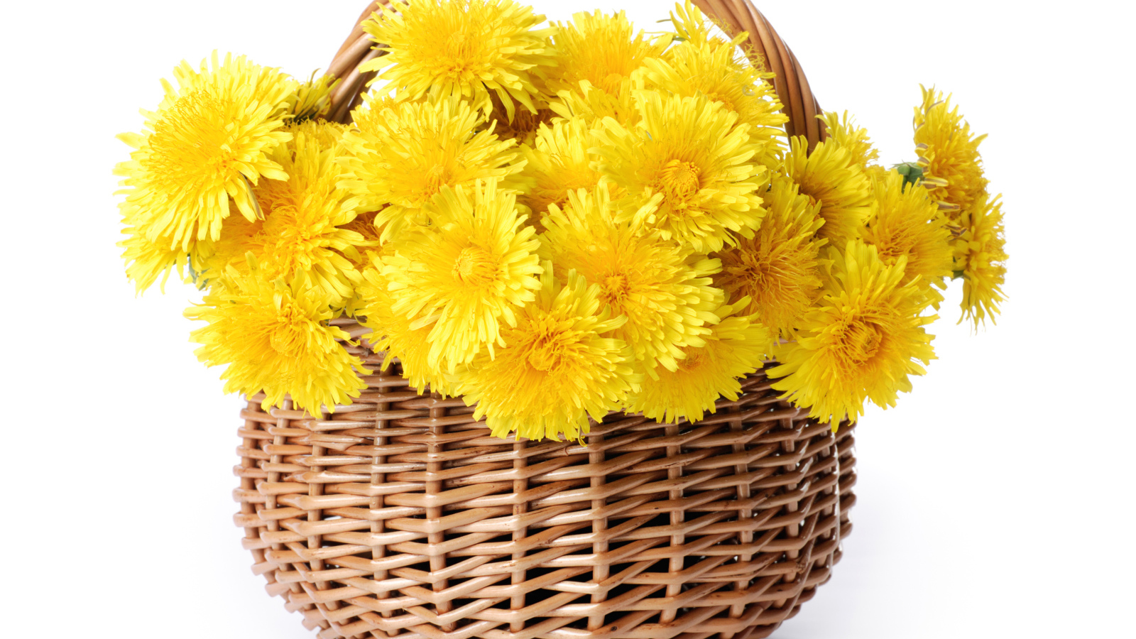 Корзина желтых одуванчиков на белом фоне