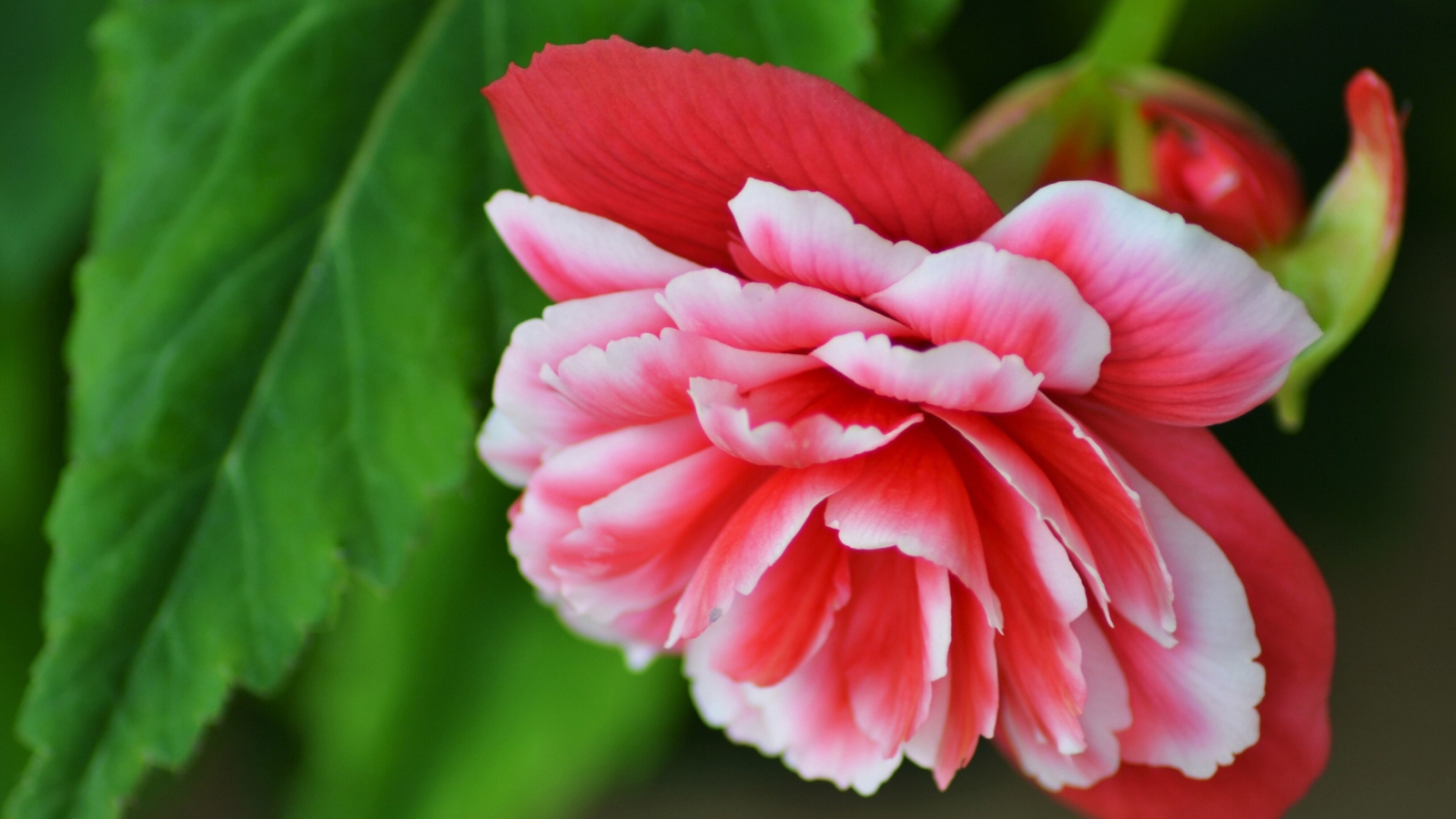 Красивый цветок бегония крупным планом